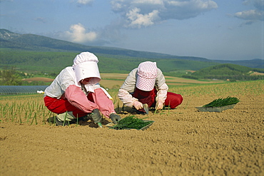 Two women in bonnets planting onions in a field on Hokkaido, Japan, Asia