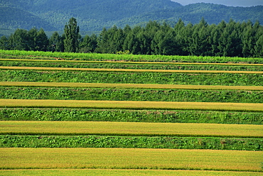 Landscape of rice terraces on the island of Hokkaido, Japan, Asia