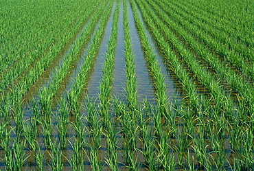 Young rice plants in a field in Japan *** Local Caption ***