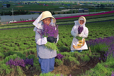 Portrait of women at work in lavender field, Furano, Hokkaido, Japan, Asia