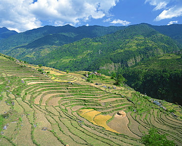 Terraced fields at rice harvest time in Annapurna District in Nepal, Asia