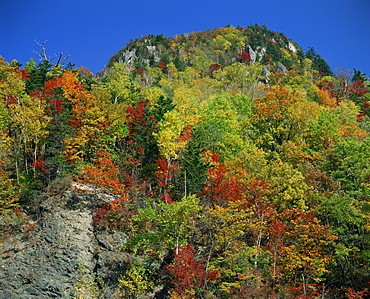 Trees in autumn colours on the island of Hokkaido, Japan, Asia