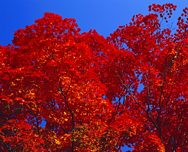 Trees in autumn colours, Hokkaido, Japan, Asia