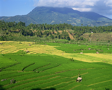 Landscape of rice terraces, palm trees and hills on Bali, Indonesia, Southeast Asia, Asia