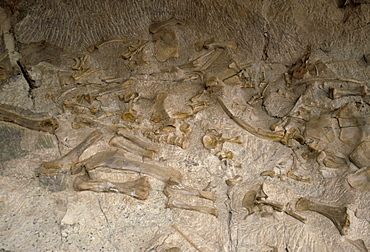 Fossil bones, Dinosaur National Monument, Quarry Site, Utah, United States of America, North America