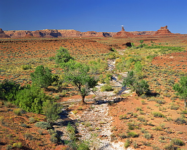 A line of green vegetation marks a dry river bed in the Valley of the Gods, with cliff formations in the background, in Utah, United States of America, North America