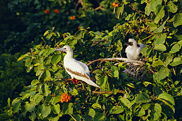 Booby bird reserve, Half Moon Caye, Belize, Central America