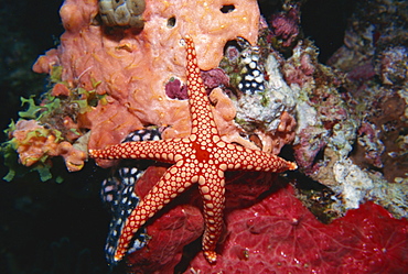 Starfish and soft corals, Hurgada, Red Sea, Egypt, North Africa, Africa