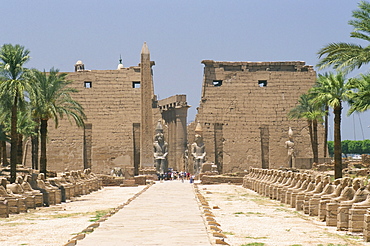 Avenue of sphinxes looking towards statues of Ramses II, Luxor Temple, Luxor, Thebes, Egypt, North Africa, Africa