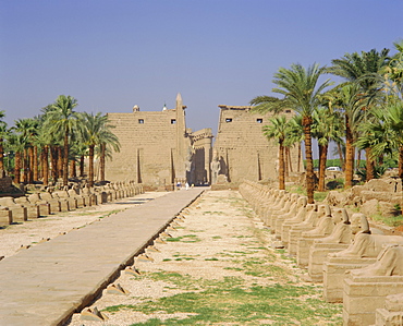 Avenue of Sphinxes and statues of Ramses II, Luxor Temple, Luxor, Egypt