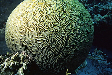 Brain coral, Cozumel Island, Caribbean Sea, Mexico, North America