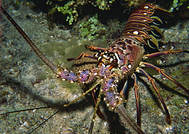 Close-up of a spiny lobster, Caribbean Sea, Central America