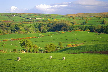 Farming countryside, County Antrim, Ulster, Northern Ireland, UK, Europe