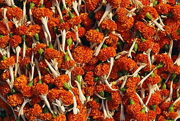 Flowers for Diwali (festival of lights), Calcutta, West Bengal State, India, Asia