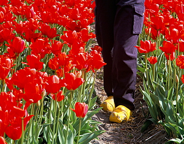 Clogs in red tulip bulbfield, Nordwijkerhout, The Netherlands, Europe