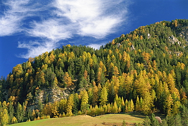 Trees in autumn colours in the Dolomites in Trentino Alto Adige, Italy, Europe