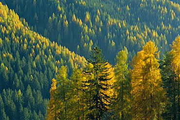 Autumn colours, Dolomites, Trentino-Alto Adige, Italy, Europe