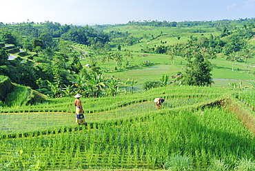 Rice terraces near Jatiluwih, Bali, Indonesia