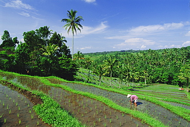 Planting rice, Bali, Indonesia, Asia