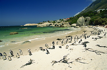 Colony of jackass penguins, Boulders Beach, near Simons Town, False Bay, Cape Province, South Africa, Africa