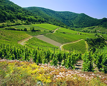 Vineyard near Ahrweiler, Ahr River Valley, Rhineland Palatinate, Germany