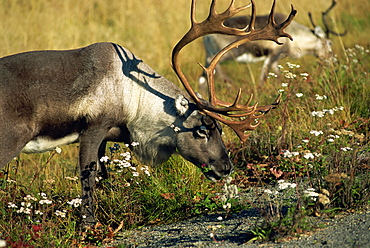 Reindeer in the Lapona Region, Lappland, Sweden, Scandinavia, Europe