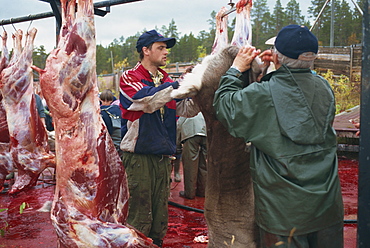 Annual Sami reindeer slaughter, Stora Sjofallet, Lappland, Sweden, Scandinavia, Europe