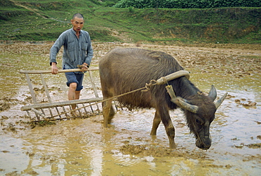 Farmer with bullock plough in flooded field at Guilin, China, Asia