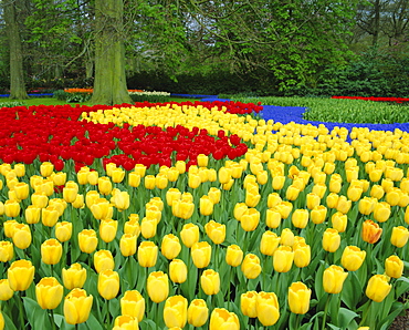 Tulips, Keukenhof Gardens, Netherlands