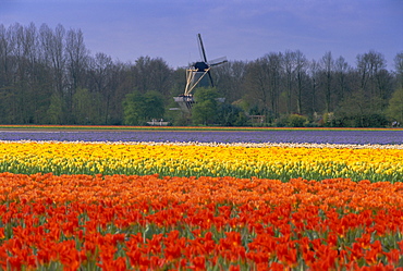 Tulip fields and windmill near Keukenhof, Holland (The Netherlands), Europe