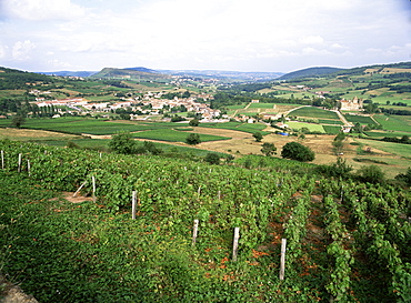 Maconnais vineyards, Poilly Fuisse, near Macon, Saone-et-Loire, Burgundy, France, Europe