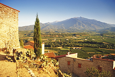 France, Pyrenees, Roussillon, vineyard by Eus village