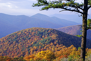 Autumn forest landscape near Loft Mountain, Shenandoah National Park, Virginia, USA, North America