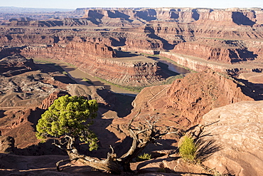 Dead Horse Point State Park, view from point down into Colorado River canyon, Moab, Utah, United States of America, North America