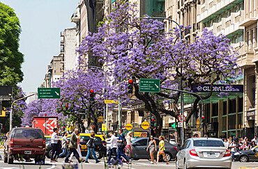 Jacaranda trees along Avenue 6 de Julio, Buenos Aires, Argentina, South America