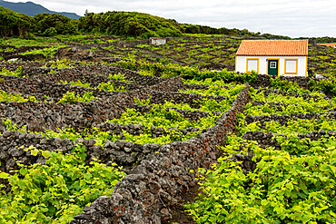 Stone walls around the vineyards at Biscoitos village, Terceira island, Azores, Portugal, Atlantic, Europe