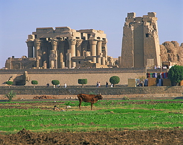 Cow in field in front of the ruins of the temple at Kom Ombo, Egypt, North Africa, Africa