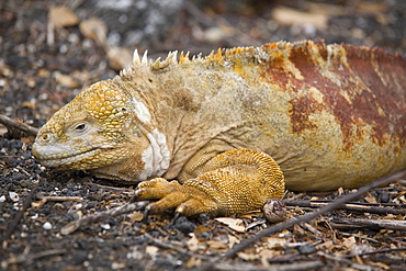 Land iguana, Isabela Island, Galapagos, Ecuador, South America