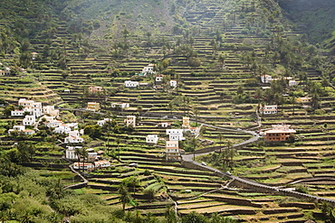 Terraces, Valle Gran Rey, La Gomera, Canary Islands, Spain, Atlantic, Europe