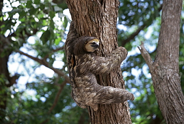 A sloth bear in a tree, Venezuela, South America