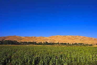 Poppy field between Daulitiar and Chakhcharan, Afghanistan, Asia