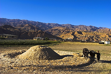 Boy threshing with oxen, Bamiyan Province, Afghanistan, Asia