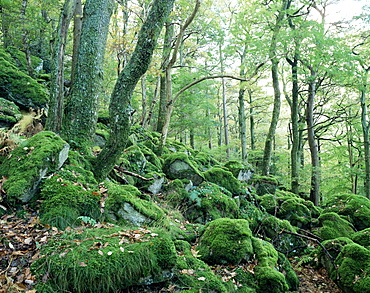 Strutta Wood, near Ashness Bridge, Borrowdale, Lake District, Cumbria, England, United Kingdom, Europe