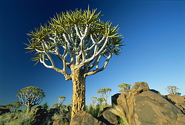 Quivertrees (kokerbooms) in the Quivertree Forest (Kokerboomwoud), near Keetmanshoop, Namibia, Africa