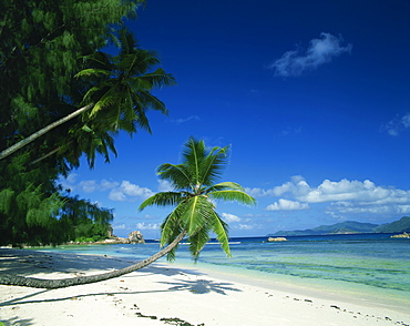 Leaning palm tree and beach, Anse Severe, La Digue, Seychelles, Indian Ocean, Africa