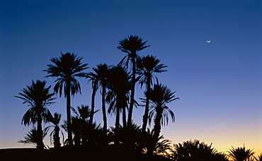 Palm trees in silhouette at dawn, on edge of Sahara Desert near Morocco, North Africa 