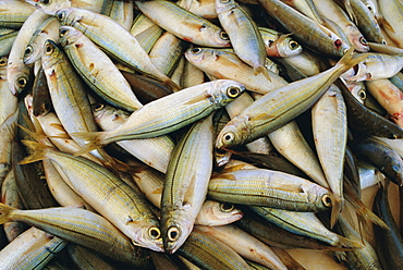 Close up of fish in market, Mykonos, Cyclades Islands, Greece, Europe