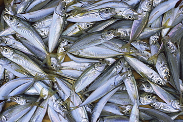 Fish in fish market, Istanbul, Turkey, Europe