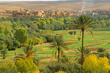 View over cultivated fields and palms to oasis town of Tinerhir, Dades Valley, Morocco, North Africa, Africa