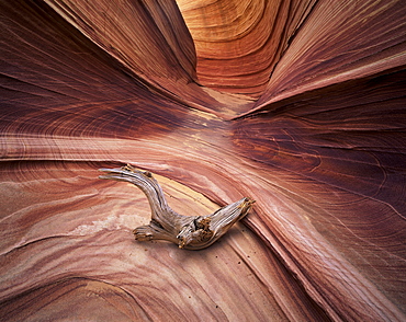 Sandstone wave, Paria Canyon, Vermillion Cliffs Wilderness, Arizona, United States of America (U.S.A.), North America